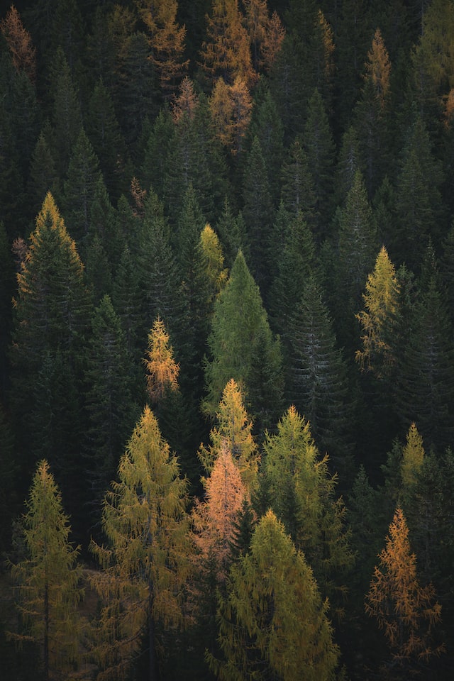 trees for christmas